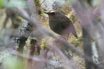 Brachyptère de l'Himalaya