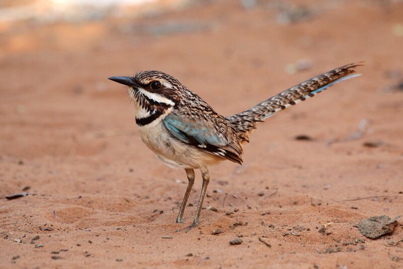 Long-tailed Ground Rolleradult