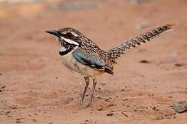 Long-tailed Ground Roller