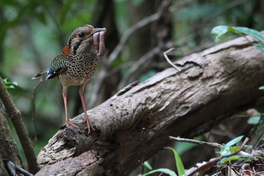 Brachyptérolle écailléadulte, mange