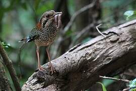 Scaly Ground Roller