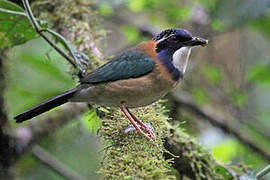 Pitta-like Ground Roller