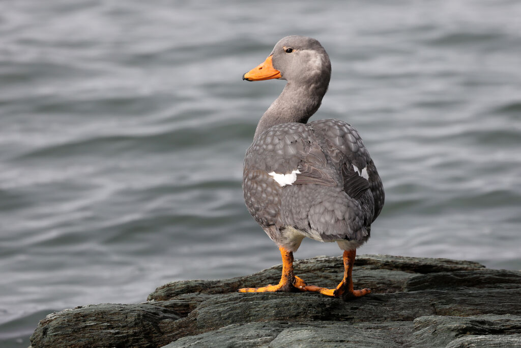 Fuegian Steamer Duck male adult