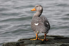 Fuegian Steamer Duck