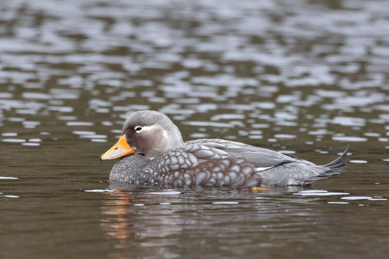 Flying Steamer Duck male adult