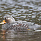Brassemer de Patagonie