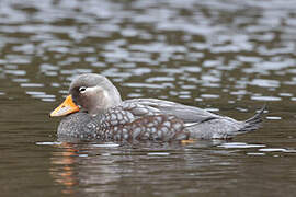 Flying Steamer Duck