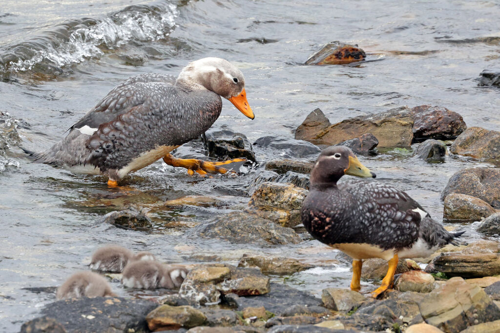 Falkland Steamer Duck