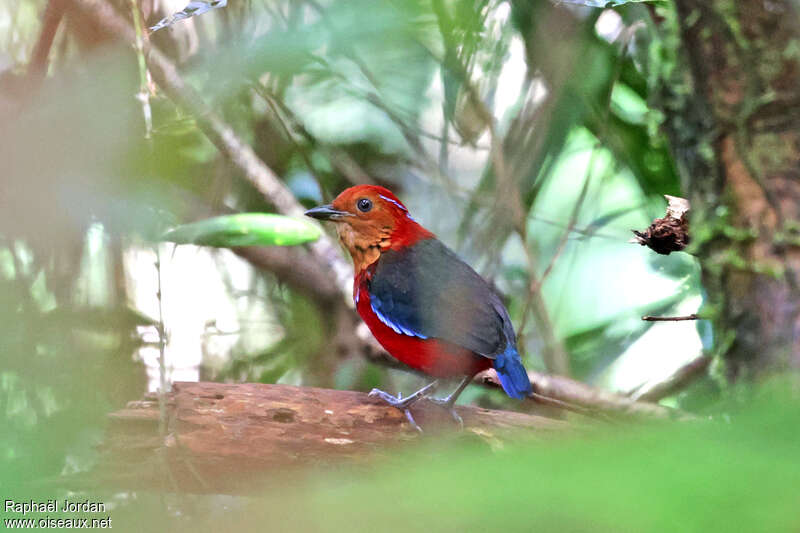 Blue-banded Pittaadult