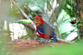 Blue-banded Pitta