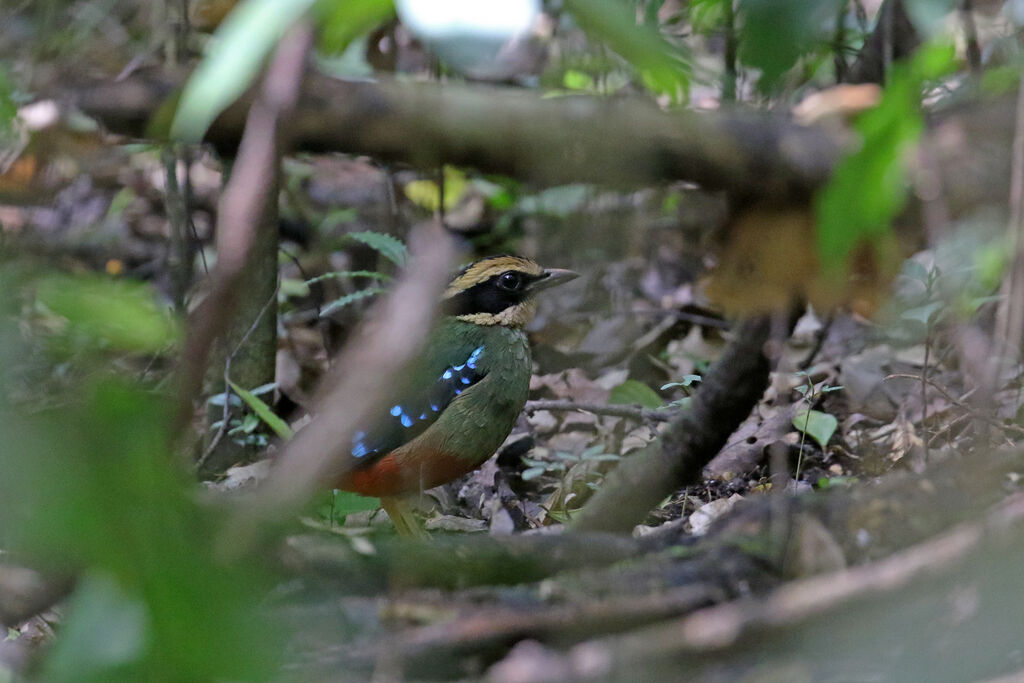 Green-breasted Pitta male adult breeding