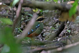 Green-breasted Pitta