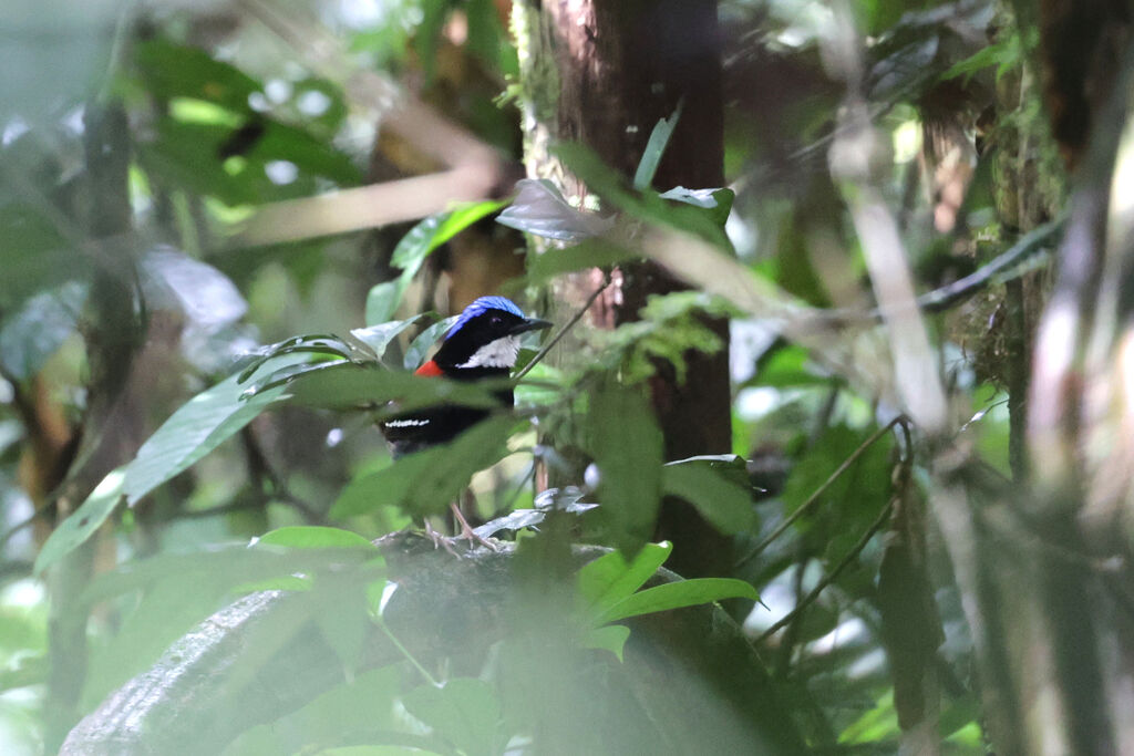 Blue-headed Pitta