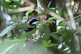 Blue-headed Pitta