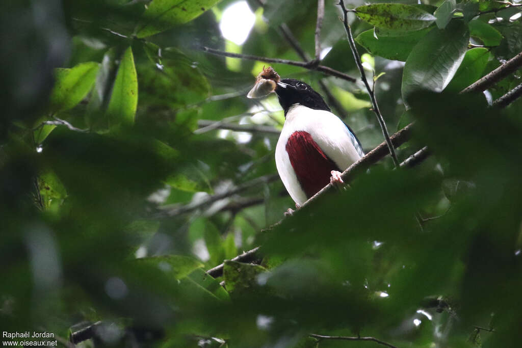 Ivory-breasted Pittaadult, feeding habits