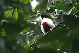 Ivory-breasted Pitta