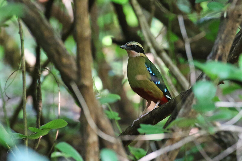 African Pitta male adult