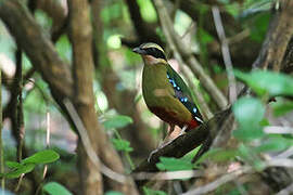 African Pitta