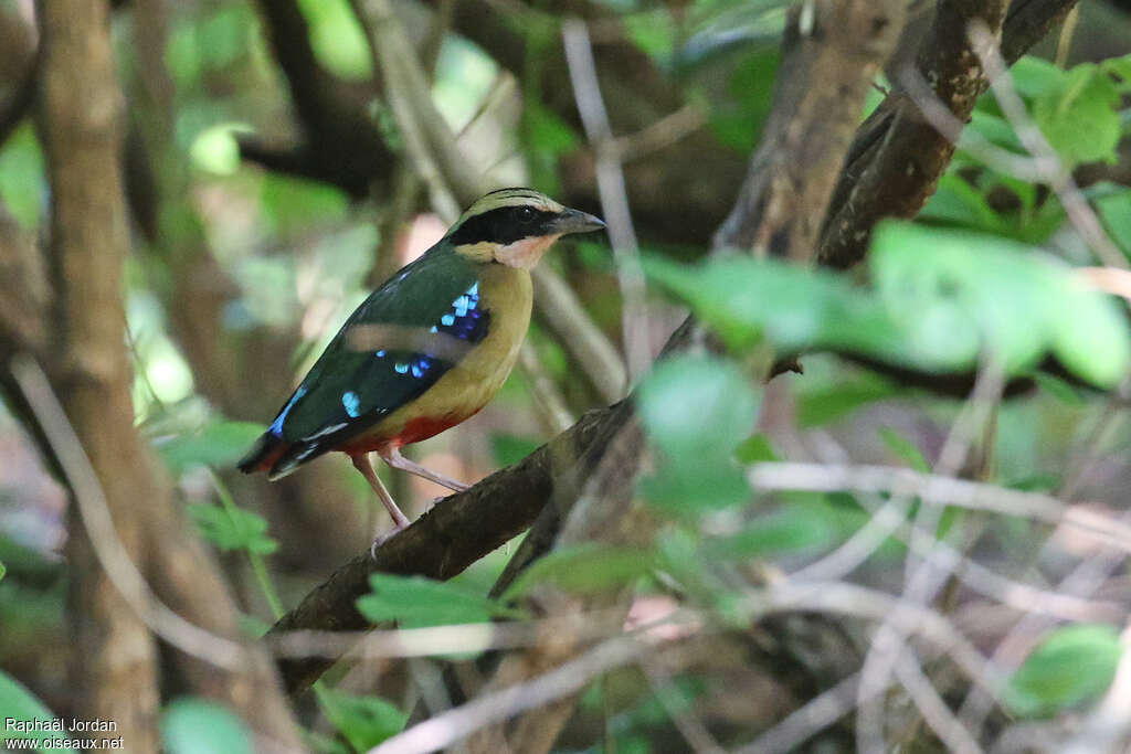 Brève de l'Angola mâle adulte, identification