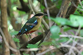 African Pitta