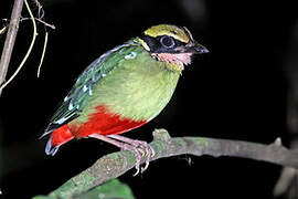 African Pitta
