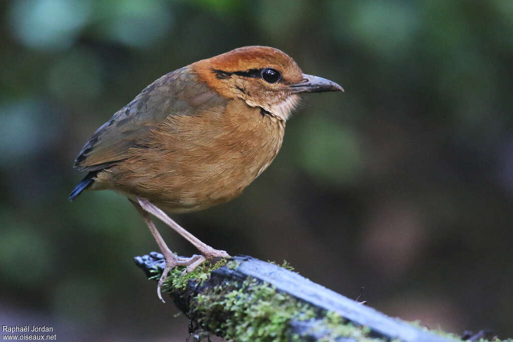 Brève de Schneider femelle adulte, identification