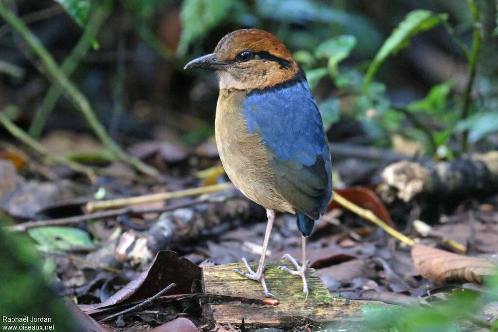 Schneider's Pitta male adult, identification