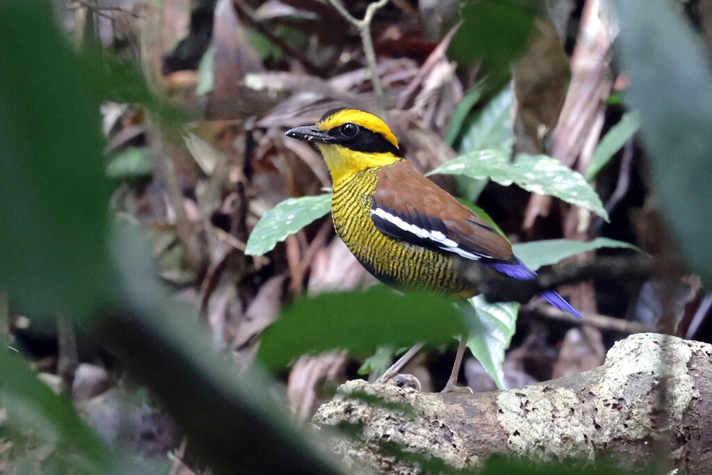 Bornean Banded Pitta