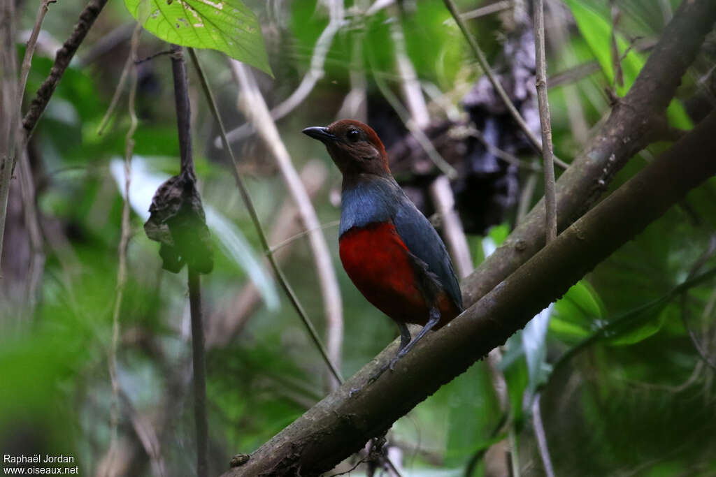 North Moluccan Pitta