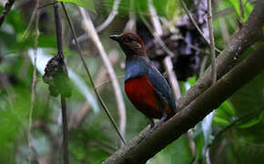 North Moluccan Pitta