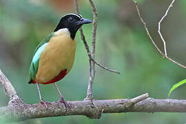 Elegant Pitta