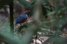 Papuan Pitta