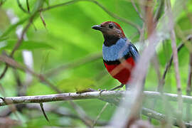 Papuan Pitta