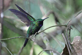 Black-throated Brilliant