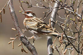 Pine Bunting