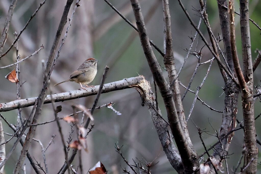 Rufous-crowned Sparrow