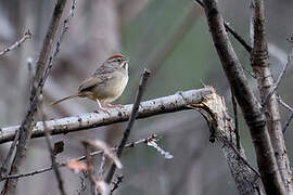 Rufous-crowned Sparrow