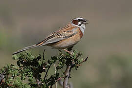 Meadow Bunting