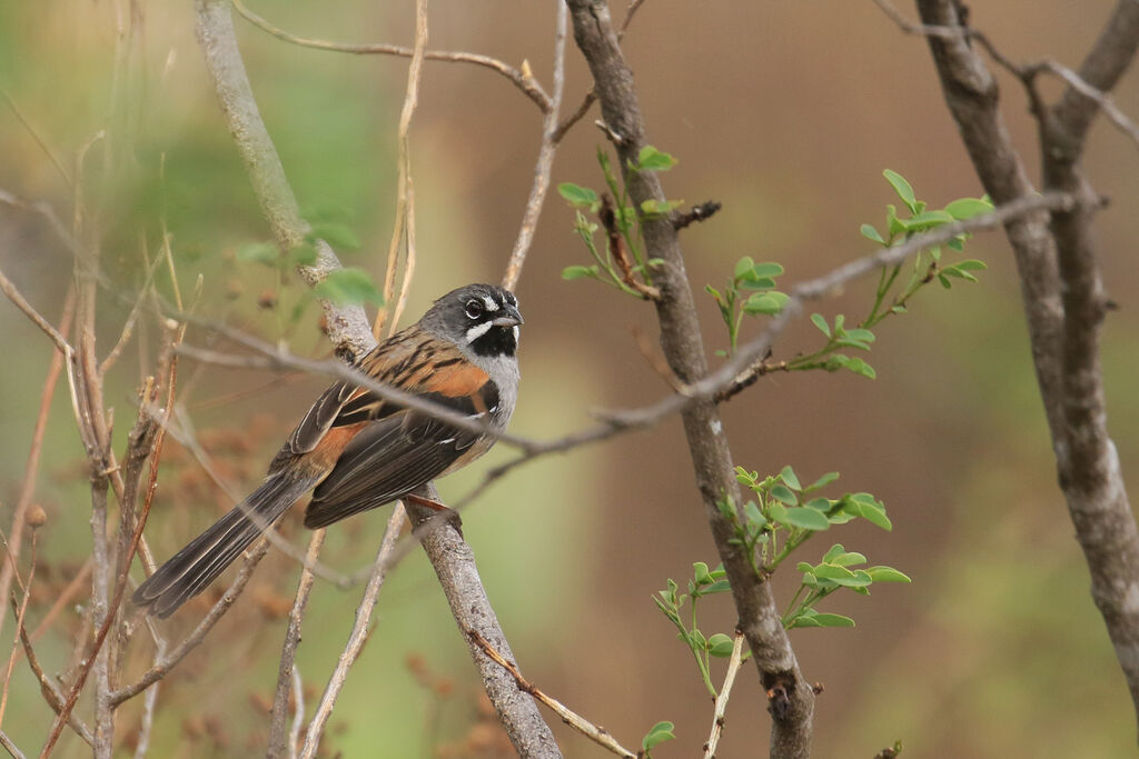 Bridled Sparrowadult