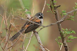 Bridled Sparrow