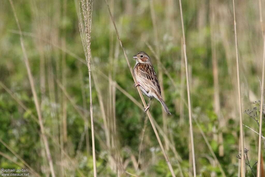 Bruant à oreillons femelle adulte nuptial, identification