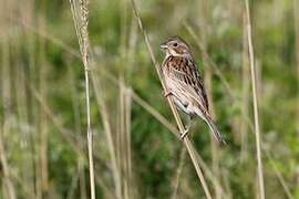 Chestnut-eared Bunting