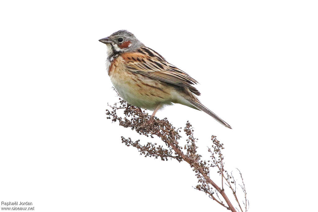 Chestnut-eared Bunting male adult breeding, identification