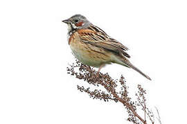 Chestnut-eared Bunting