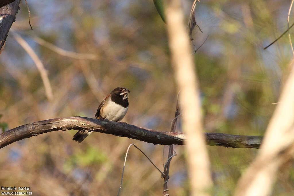 Bruant à plastronadulte, identification