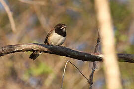 Black-chested Sparrow