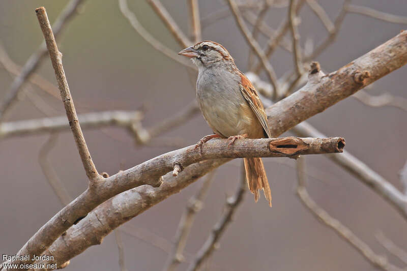 Cinnamon-tailed Sparrowadult, identification