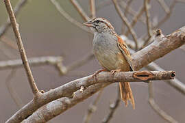 Cinnamon-tailed Sparrow