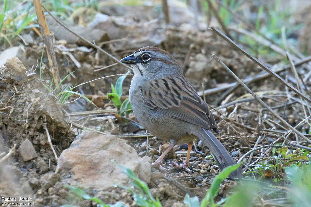 Oaxaca Sparrowadult, pigmentation, Behaviour