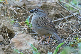 Oaxaca Sparrow